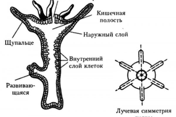 Кракен наркокортель